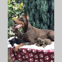 štenci dobermana vrhunskog porekla besplatni mali oglasi