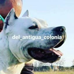 dogo argentino štenci besplatni mali oglasi
