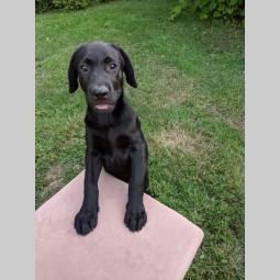 štenci labradora na prodaju besplatni mali oglasi