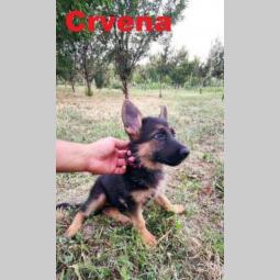nemački ovčar štenci besplatni mali oglasi