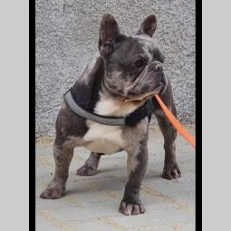 francuski buldog blue merle mužak za parenje besplatni mali oglasi