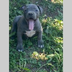pitbul štenci besplatni mali oglasi