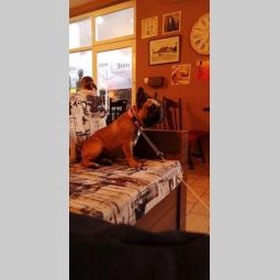 francuski buldog štenci na prodaju besplatni mali oglasi