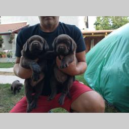 braon labrador štenci besplatni mali oglasi