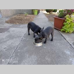 francuski buldog štenci besplatni mali oglasi