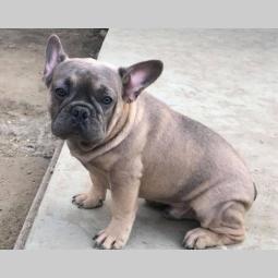 blue fawn francuski buldog besplatni mali oglasi