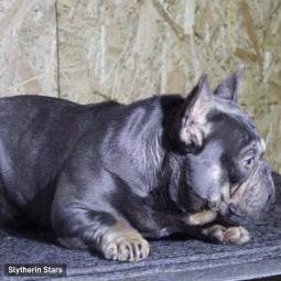 lilac tan francuski buldog parenje besplatni mali oglasi