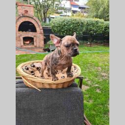 francuski buldog merle besplatni mali oglasi