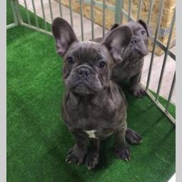 plavi buldog besplatni mali oglasi