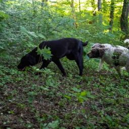 tartufari lagoto i labrador besplatni mali oglasi