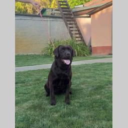 labrador retriver čokoladni štenci besplatni mali oglasi