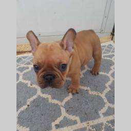 francuski buldog štenci besplatni mali oglasi