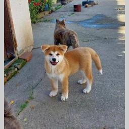 akita inu štenci besplatni mali oglasi