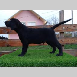 štenci labradora besplatni mali oglasi