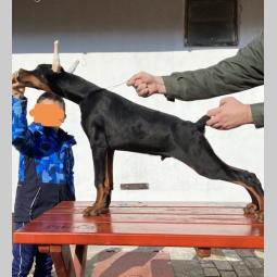 doberman štenci besplatni mali oglasi