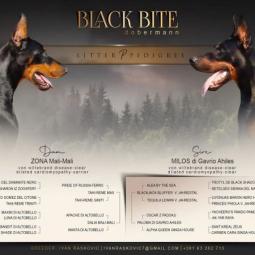 doberman besplatni mali oglasi