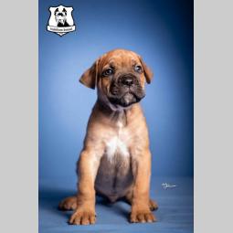 cane corso štenci besplatni mali oglasi