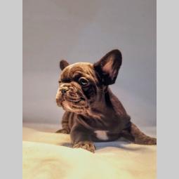 francuski buldog štenci besplatni mali oglasi