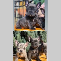 francuski buldog štenci besplatni mali oglasi
