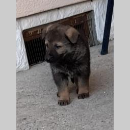 nemački ovčar štenci besplatni mali oglasi