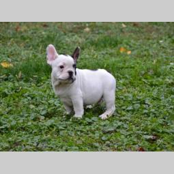 francuski buldog štenci besplatni mali oglasi