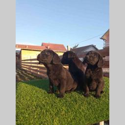 labrador retriver tri ženke besplatni mali oglasi