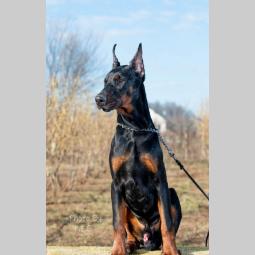 doberman štenci besplatni mali oglasi