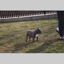 plavi francuski buldog besplatni mali oglasi