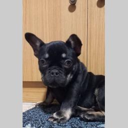 francuski buldog besplatni mali oglasi