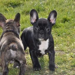 francuski buldog besplatni mali oglasi