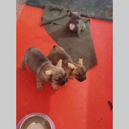 francuski buldog štenci besplatni mali oglasi