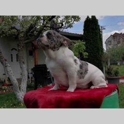 francuski buldog štenci besplatni mali oglasi