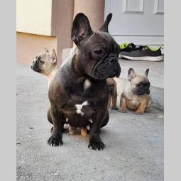 francuski buldog besplatni mali oglasi