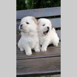 chow chow stenci besplatni mali oglasi