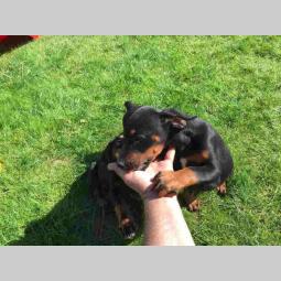 doberman štenci besplatni mali oglasi