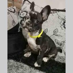 francuski buldog štenci besplatni mali oglasi
