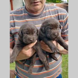 labrador braon štenci besplatni mali oglasi