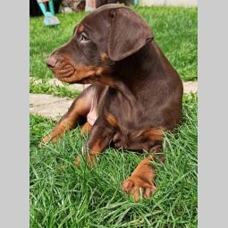 doberman štenci besplatni mali oglasi