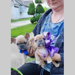 francuski buldog štenci besplatni mali oglasi