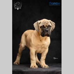 odgajivačnica bullmastiff a home of guardians  besplatni mali oglasi