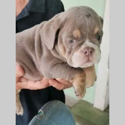 engleski buldog lilac leglo besplatni mali oglasi