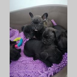 francuski buldog štenci besplatni mali oglasi