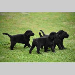 labrador boo astoll besplatni mali oglasi