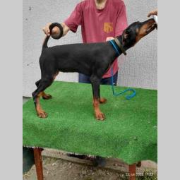 doberman šteanci besplatni mali oglasi