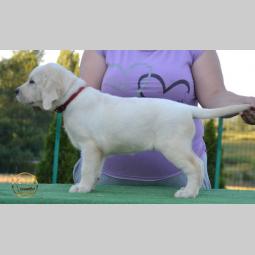 labrador retriver štenci besplatni mali oglasi
