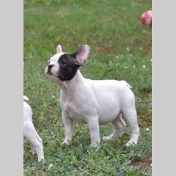 francuski buldog štenci besplatni mali oglasi