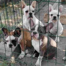 francuski buldog štenci besplatni mali oglasi