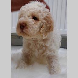lagotto romagnolo štenci besplatni mali oglasi