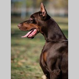 doberman štenci besplatni mali oglasi