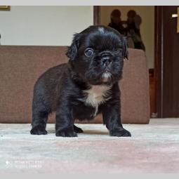 francuski buldog besplatni mali oglasi